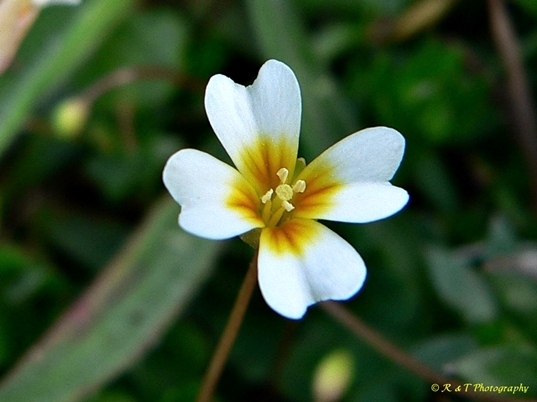 {Leavenworthia exigua var. exigua}